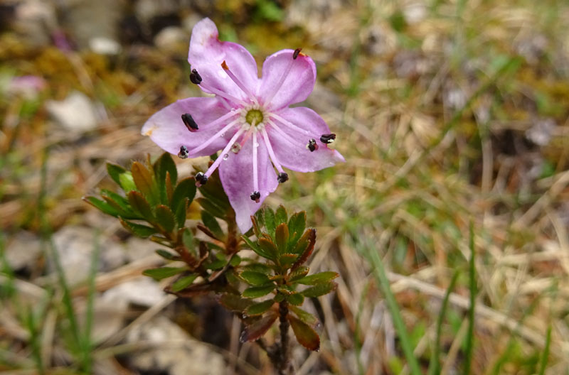 Rhodothamnus chamaecistus - Ericaceae